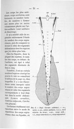 Fig. 8. Raja clavata (schéma) - Concours pour l'agrégation, 1904, section d'anatomie et de physiolog [...]