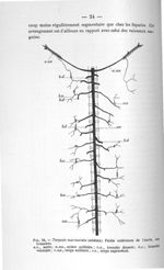 Fig. 10. Torpedo marmorata (schéma). Partie antérieure de l'aorte, ses branches - Concours pour l'ag [...]