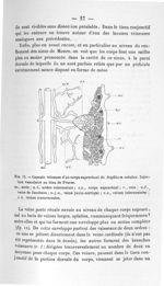 Fig. 12. Capsule veineuse d'un corps suprarénal de Scyllium catulus. Injection vasculaire au bleu de [...]