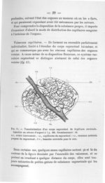 Fig. 13. Vascularisation d'un corps suprarénal de Scyllium canicula. Injection au nitrate d'argent à [...]