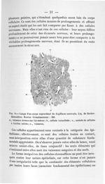 Fig. 14. Coupe d'un corps suprarénal de Scyllium canicula. Liq. de Zenker. Hématéine. Eosine - Conco [...]