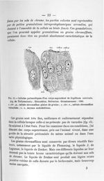 Fig. 15. Cellules palissadiques d'un corps suprarénal de Scyllium canicula. Liq. de Tellyesniczky ;  [...]