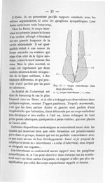 Fig. 17. Corps interrénaux chez Raja punctata - Concours pour l'agrégation, 1904, section d'anatomie [...]