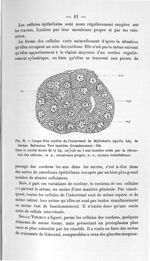Fig. 20. Coupe d'un cordon de l'interrénal de Myliobatis aquila. Liq. de Zenker. Safranine. Vert lum [...]