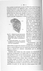 Fig. 22. Cellules du corps interrénal de Zygoena malleus, renfermant des boules safranophiles. Liq.  [...]
