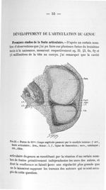 Fig. 23. Foetus de 35 mm. Coupe sagittale passant par le condyle interne - Concours pour l'agrégatio [...]