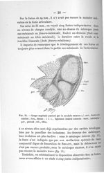 Fig. 24. Coupe sagittale passant par le condyle externe - Concours pour l'agrégation, 1904, section  [...]