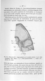 Fig. 25. Foetus de 43 mm. Coupe passant par le condyle externe - Concours pour l'agrégation, 1904, s [...]