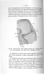 Fig. 26. Foetus de 43 mm. Coupe sagittale passant par le condyle interne - Concours pour l'agrégatio [...]