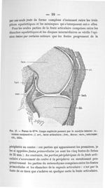 Fig. 27. Foetus de 67 mm. Coupe sagittale passant par le condyle interne - Concours pour l'agrégatio [...]