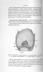 Fig. 28. Foetus de 35 mm. Coupe frontale - Concours pour l'agrégation, 1904, section d'anatomie et d [...]