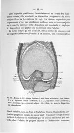 Fig. 29. Foetus de 43 mm. Coupe frontale - Concours pour l'agrégation, 1904, section d'anatomie et d [...]