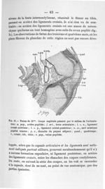 Fig. 31. Foetus de 35 mm. Coupe sagittale passant par le milieu de l'articulation - Concours pour l' [...]