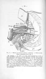 Fig. 3. Région du ganglion cervical inférieur. - Côté gauche - Titres et travaux scientifiques