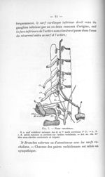 Fig. 7. Nerf vertébral - Titres et travaux scientifiques