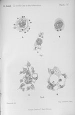 Fig. 1. Myéloplaxes de la moelle osseuse en activité (lapin) / Fig. 2. Englobement des bacilles par  [...]