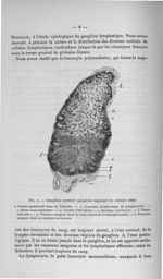 Fig. 2. Ganglion normal (ganglion inguinal de cobaye sain) - Exposé des titres et travaux scientifiq [...]