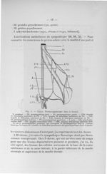 Fig. 3. Chien. Pneumogastrique dans le thorax - Exposé des titres et travaux scientifiques