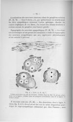 Fig. 4. Leitz, oc. II, obj, 7. Cellules nerveuses en voie de division - Exposé des titres et travaux [...]