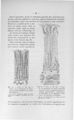 Fig. 10. Leitz, oc. III, obj. 4. Coupe de la muqueuse de l'estomac du chien parallèle aux tubes glan [...]