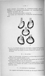 Fig. 14. Le testicule pourvu d'un mésorchium - Titres et travaux scientifiques