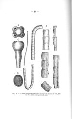 Fig. 3. A, Taenia saginata (différentes parties de la chaîne) ; B et C, tête vue d'en haut et de pro [...]