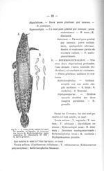 Fig. 4. A, Lotte (Lota vulgaris) dans les muscles de laquelle se trouvent des larves de Bothriocepha [...]