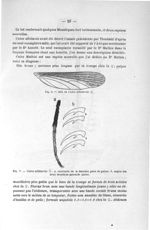 Fig. 6. Aile de Culex albitarsis femelle / Fig. 7. Culex albitarsis femelle - Titres et travaux scie [...]