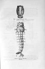 Fig. 9. Culex Mathisi femelle. - Ornementation du thorax / Fig. 10. Larve de Stegomyia fasciata - Ti [...]