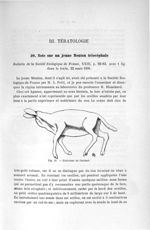 Fig. 21. Extérieur de l'animal - Titres et travaux scientifiques