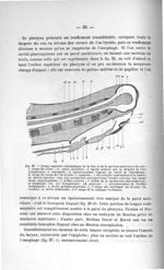 Fig. 27. Coupe sagittale schématique de la tête et de la portion antérieure du cou - Titres et trava [...]