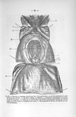 Fig. 28. Pharynx et oesophage ouverts par leur face postérieure - Titres et travaux scientifiques