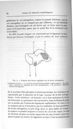 Fig. 4. Schéma des forces agissant sur le levier astragalien - Titres et travaux scientifiques