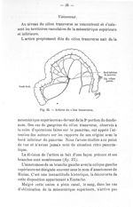 Fig. 25. Artères du côlon transverse - Exposé des titres et travaux scientifiques
