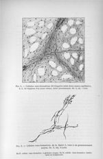 Fig. 5. Cellules vaso-formatives développées entre deux anses capillaires / Fig. 6. Cellules vaso-fo [...]