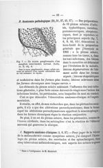 Fig. 7. Un noyau ganglionnaire d'un ganglion semi-lunaire normal - Addenda aux titres scientifiques