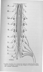 La queue de cheval avec l'origine des racines au niveau du cône médullaire et de l'épicône - Exposé  [...]