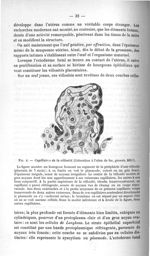 Fig. 4. Capillaires de la villosité - Exposé des titres et travaux scientifiques