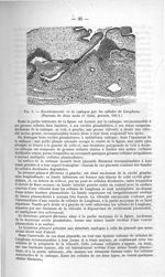 Fig. 5. Envahissement de la caduque par les cellules de Langhans - Exposé des titres et travaux scie [...]