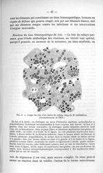 Fig. 8. Coupe du foie d'un foetus de cobaye long de 20 millimètres - Exposé des titres et travaux sc [...]