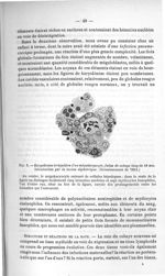 Fig. 9. Karyokinèse irrégulière d'un mégakaryocyte, foetus de cobaye long de 50 mm - Exposé des titr [...]