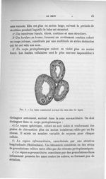 Fig. 4. Le tube contourné normal du rein chez le lapin - Exposé des titres et travaux scientifiques