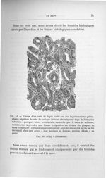 Fig. 12. Coupe d'un rein de lapin traité par des injections intra-péritonéales répétées de rein de c [...]
