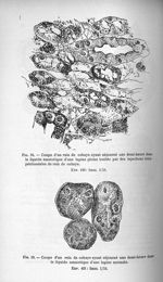 Fig. 18. Coupe d'un rein de cobaye ayant séjourné une demi-heure dans le liquide amniotique d'une la [...]