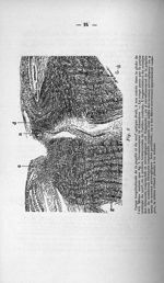 Fig. 2. Coupe longitudinale de la papille et du nerf optique droit - Exposé des titres et travaux sc [...]