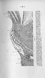 Fig. 5. Coupe longitudinale passant par le nerf optique, la papille et la région avoisinante de la r [...]
