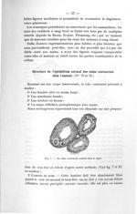 Fig. 7. Le tube contourné normal chez le lapin - Exposé des titres et des travaux scientifique, janv [...]