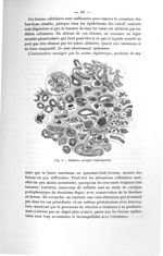 Fig. 9. Néphrite suraiguë expérimentale - Exposé des titres et des travaux scientifique, janvier 190 [...]