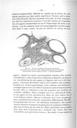 Fig. 12. Preuves expérimentales du retentissement des lésions d'un rein sur l'autre - Exposé des tit [...]