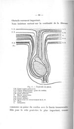 Fig. 1. Testicule en place - Titres et travaux scientifiques du Dr Raoul Baudet, concours d'agrégati [...]